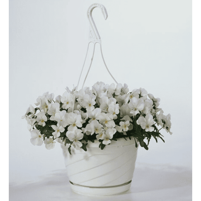 Віола рогата ампельна Four Seasons F1 White 250 шт, Takii