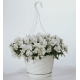 Віола рогата ампельна Four Seasons F1 White 250 шт, Takii
