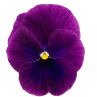 Віола рогата Grandissimo: Clear Purple, 25 шт, Sakata