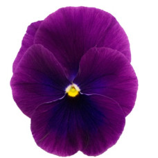 Віола рогата Grandissimo: Clear Purple, 25 шт, Sakata