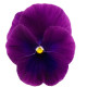 Віола рогата Grandissimo: Clear Purple, 500 шт, Sakata