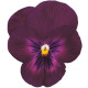 Виола Grandissimo: Purple Glow