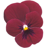 Віола рогата Grandissimo: Rose Blotch, 25 шт, Sakata