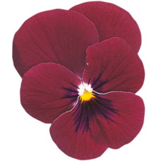 Віола рогата Grandissimo: Rose Blotch, 25 шт, Sakata