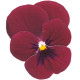 Виола Grandissimo: Rose Blotch