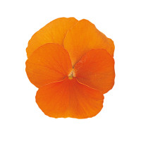 Віола рогата Grandissimo: Clear Orange, 25 шт, Sakata