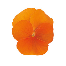 Віола рогата Grandissimo: Clear Orange, 25 шт, Sakata