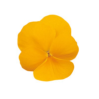 Віола рогата Grandissimo: Clear Yellow, 25 шт, Sakata