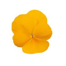 Віола рогата Grandissimo: Clear Yellow, 25 шт, Sakata