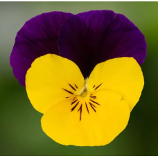 Віола рогата Penny Pro Yellow Jump Up, 25 шт, Syngenta