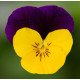 Віола рогата Penny Pro Yellow Jump Up, 100 шт, Syngenta