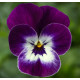 Віола рогата Penny Pro Violet Face, 25 шт, Syngenta
