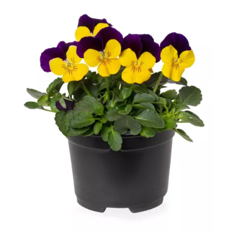 Віола рогата Penny Pro Yellow Jump Up, 100 шт, Syngenta