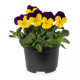 Віола рогата Penny Pro Yellow Jump Up, 100 шт, Syngenta