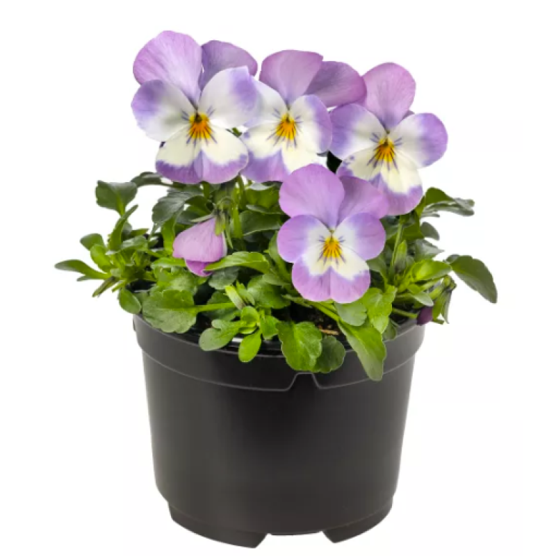 Віола рогата Penny Pro Pink with Face, 25 шт, Syngenta