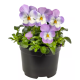 Віола рогата Penny Pro Pink with Face, 25 шт, Syngenta