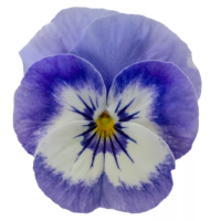 Віола рогата Penny Pro Blue Marina, 500 шт, Syngenta
