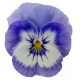 Віола рогата Penny Pro Blue Marina, 1000 шт, Syngenta
