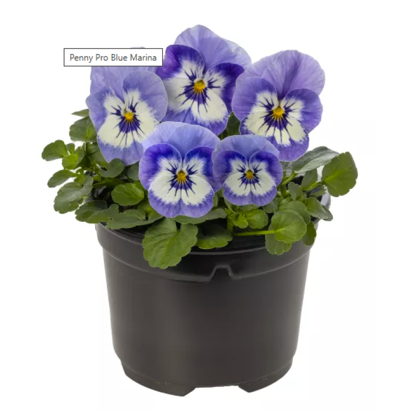 Віола рогата Penny Pro Blue Marina, 1000 шт, Syngenta