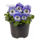 Віола рогата Penny Pro Blue Marina, 1000 шт, Syngenta