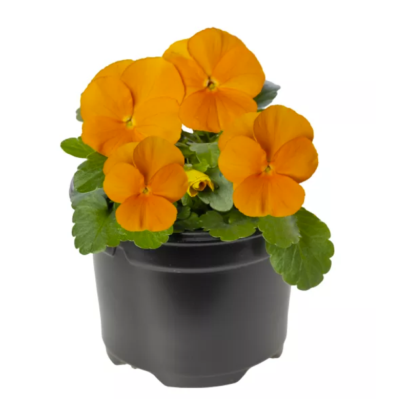 Віола рогата Penny Pro Orange, 25 шт, Syngenta