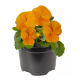 Віола рогата Penny Pro Orange, 25 шт, Syngenta