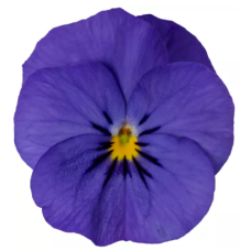 Віола рогата Penny Pro Deep Blue, 25 шт, Syngenta