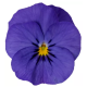 Віола рогата Penny Pro Deep Blue, 25 шт, Syngenta