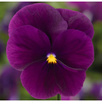 Віола рогата Penny Pro Violet, 1000 шт, Syngenta