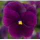 Віола рогата Penny Pro Violet, 25 шт, Syngenta