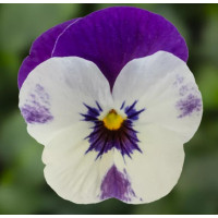 Віола рогата Penny Pro Violet & White, 1000 шт, Syngenta