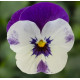 Віола рогата Penny Pro Violet & White, 100 шт, Syngenta