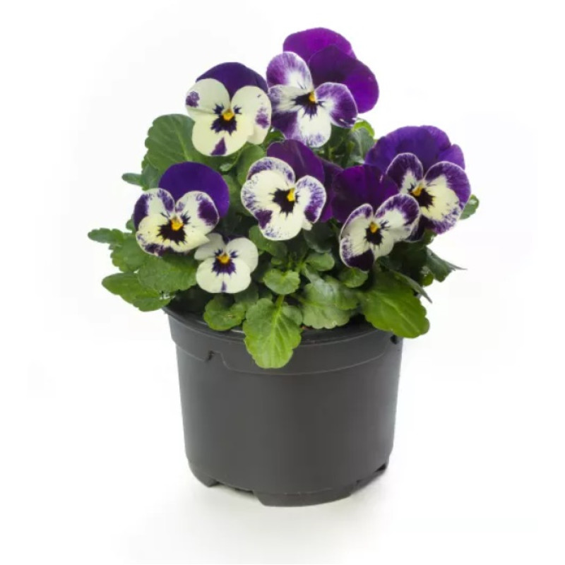 Віола рогата Penny Pro Violet & White, 100 шт, Syngenta