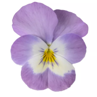 Віола рогата Penny Pro Pink with Face, 100 шт, Syngenta