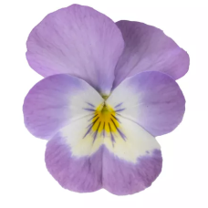 Віола рогата Penny Pro Pink with Face, 25 шт, Syngenta