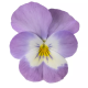Віола рогата Penny Pro Pink with Face, 25 шт, Syngenta
