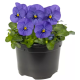 Віола рогата Penny Pro Blue, 25 шт, Syngenta