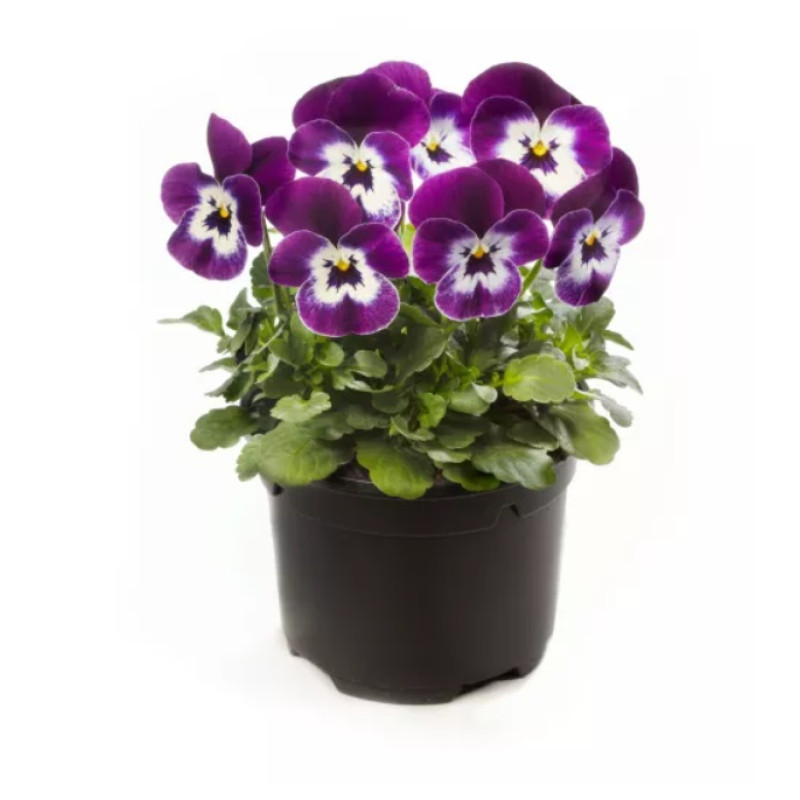 Віола рогата Penny Pro Violet Face, 25 шт, Syngenta