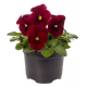 Виола Penny Pro Red