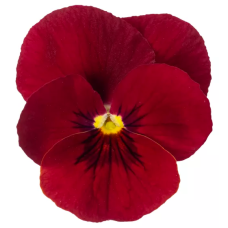 Виола Penny Pro Red