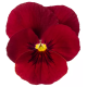 Виола Penny Pro Red