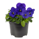 Віола рогата Penny Pro Deep Blue, 25 шт, Syngenta