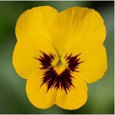 Виола Penny Pro Yellow with Blotch