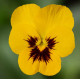 Виола Penny Pro Yellow with Blotch