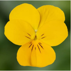 Віола рогата Penny Pro Yellow, 25 шт, Syngenta