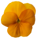 Віола рогата Penny Pro Orange, 25 шт, Syngenta