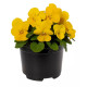 Віола рогата Penny Pro Yellow, 100 шт, Syngenta