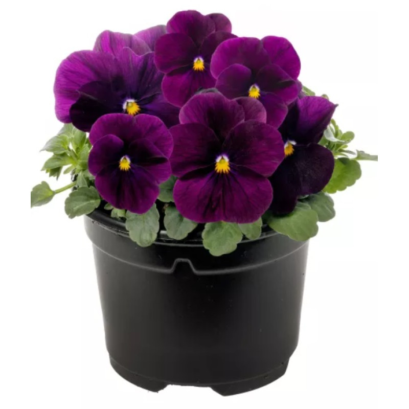 Віола рогата Penny Pro Violet, 25 шт, Syngenta