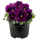 Віола рогата Penny Pro Violet, 25 шт, Syngenta
