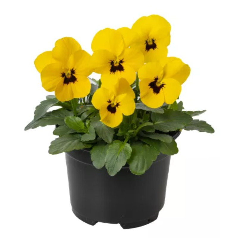 Виола Penny Pro Yellow with Blotch